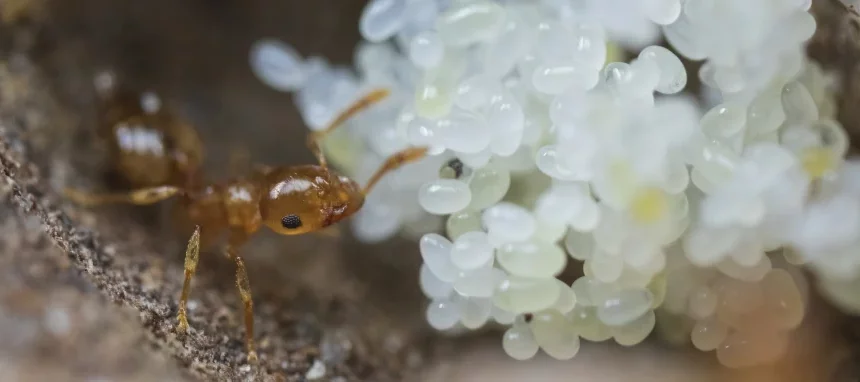 Une petite fourmi jaune-orangée à gauche de l'image inspecte un tas d'œufs blanc à l'intérieur d'une fourmilière.
