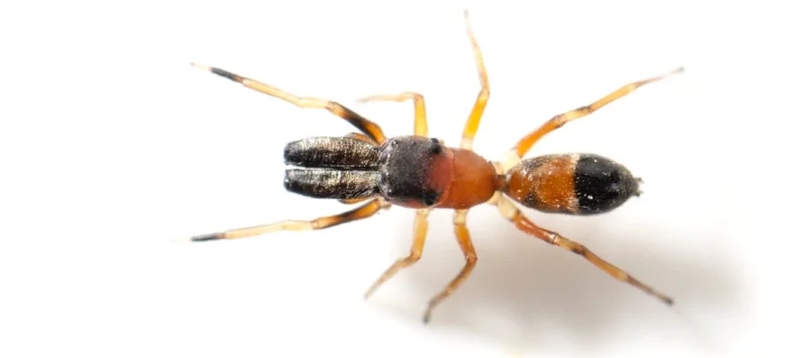 Une araignée fourmi de la famille des Salticidae ou araignées sauteuses ressemble à une fourmi. Ce mimétisme permet aux araignées-fourmis myrmécomorphes de se protéger contre leurs prédateurs ou de capturer les fourmis. Vue de dessus sur fond blanc, macrophotographie.