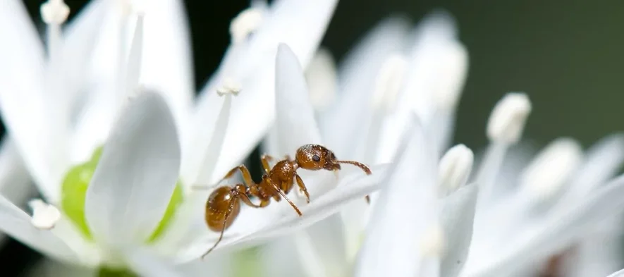 Cette photo macro est un example de pollinisation par les fourmis. On y voit une fourmi rouge de profil (Myrmica sp) sur un pétal de fleur blanc d'ail des ours.