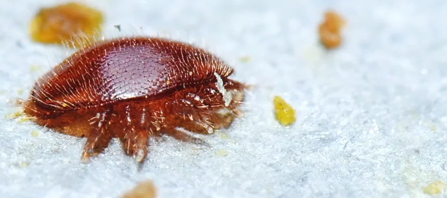 Un varroa, parasite des abeilles, de couleur rouge ou orange, sur fond gris métallique.