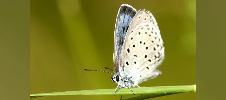 Photo macro de trois quart d'un petit papillon aux ailes bleues et noires, l'azuré du serpolet, une espèce protégée (Maculinea arion ou Phengaris arion).