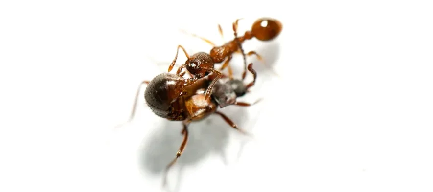 Une fourmis du genre Myrmica de couleur brune orangée lèche l'abdomen d'un staphylin, un petit coléoptère brun parasite de fourmis aussi appelé loméchuse. C'est une photographie macro sur fond blanc.