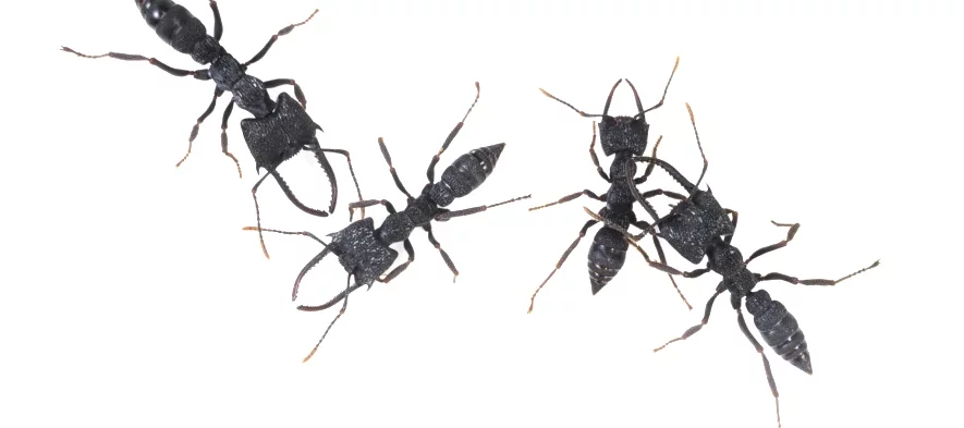 Quatre fourmis exotiques du genre Mystrium sur fond blanc. Ces fourmis de Madagascar sont noires avec de très grandes mandibules. Vue de dessus, photo macro.