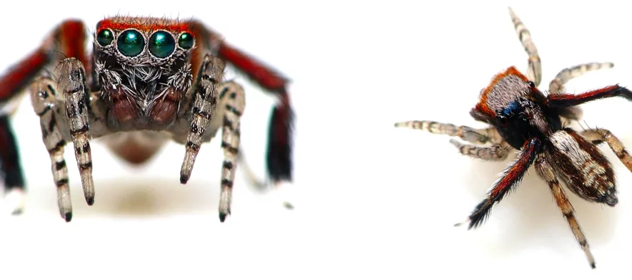Photo de face et de dessus d'une araignée aux yeux verts ou araignée aux yeux d'émeraudes, Saitis barbipes mâle.