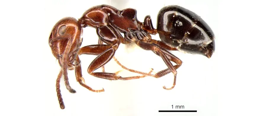 Cette photo sur fond blanc montre une fourmi noire à tête rouge à l'aspect lisse, attachée à une épingle et vue de profil pour l'identifier.