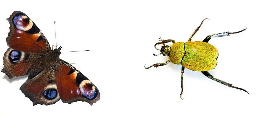 Un papillon paon du jour à côté d'une hoplie dorée, un coléoptère des prairies, sur fond blanc.