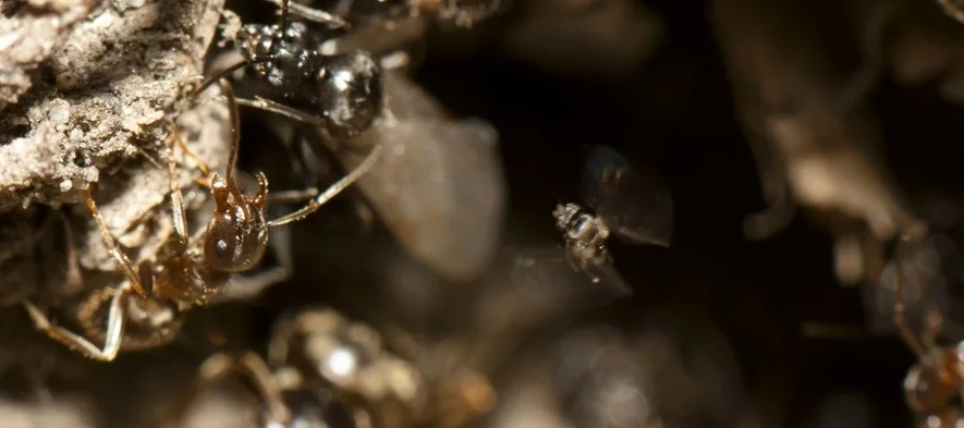 Cette macrophotographie montre une petite mouche parasite phoride (Phoridae, Pseudacteon) attaquant une fourmi noire des jardins du genre Lasius à l'entrée de sa fourmilière.