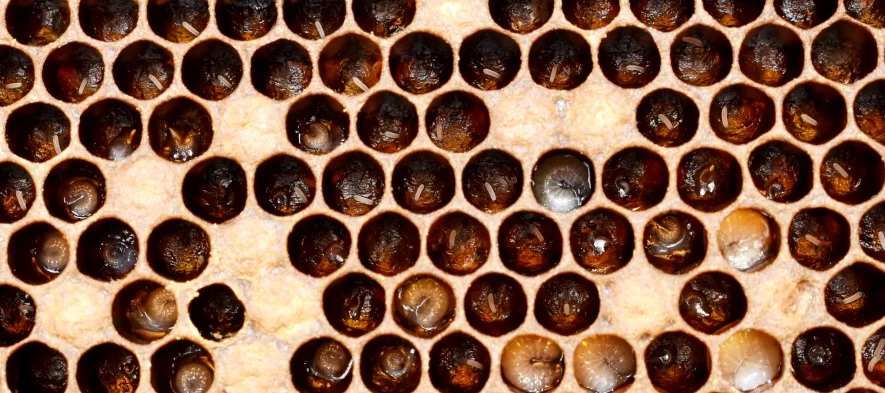 Photos d'un cadre d'abeilles avec de nombreux oeufs et larves au fond des cellules.