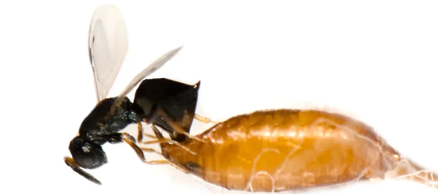 Cette photographie macro à très fort grossissement montre Une guêpe noire parasite de Drosophila suzukii, Pachycrepoideus vindemmiae, en train de pondre un oeuf dans une pupe de drosophile.