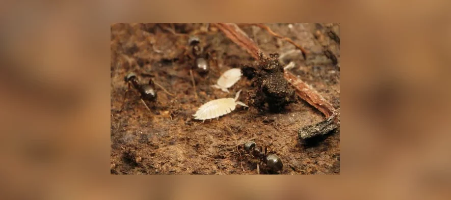 Un gros plan sur des cloportes blancs commensaux des fourmis.