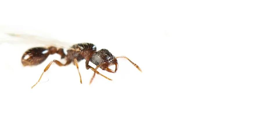 Photo macro sur fond blanc vu de profil d'une fourmi princesse ailée Strongylognathus testaceus de couleur brune. La fourmi a un pétiole fin qui lui donne un aspect allongé et des mandibules lisses en forme de sabre.
