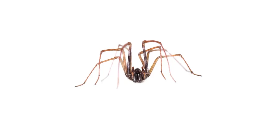 Une grande araignée tégénaire vue de face sur fond blanc, ses 8 pattes sont repliées vers le haut et on voit clairement ses larges chélicères à l'avant de sa tête.