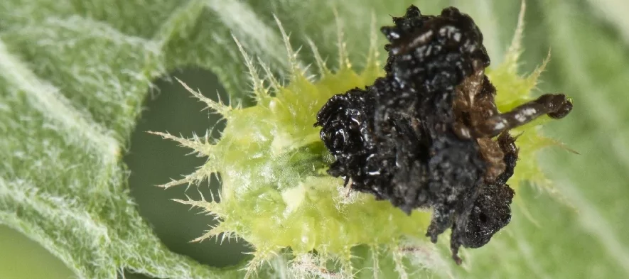 Une larve de casside verte transportant ses excréments pour se camoufler.