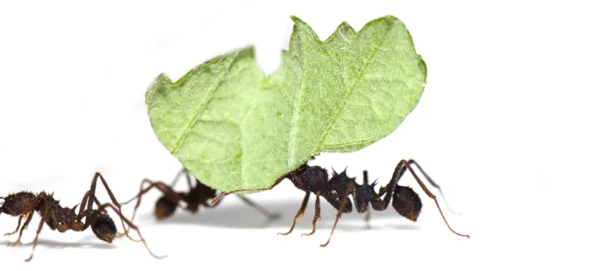 Cette macrophotographie sur fond blanc montre une fourmi champignonniste du genre Acromyrmex, de couleur brun foncé, transportant une feuille verte découpée. Elle est accompagnée de deux autres fourmis, dont une partiellement cachée derrière la feuille.