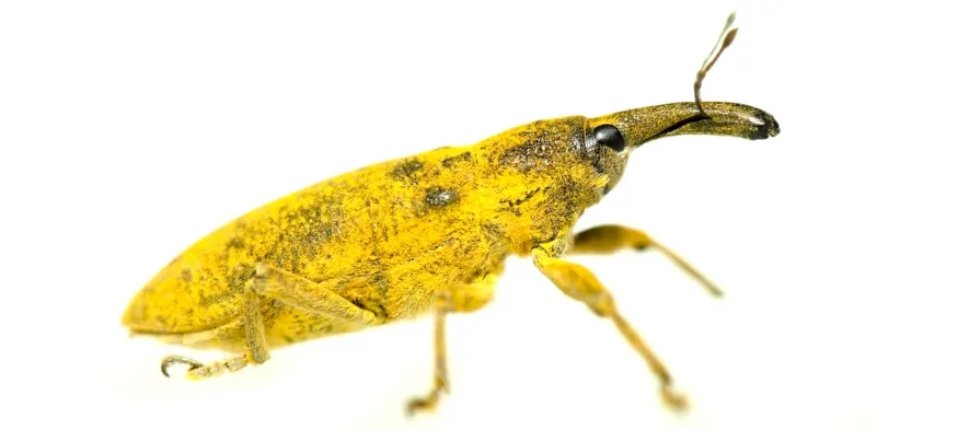 Macrophotographie sur fond blanc montrant un grand charançon jaune aux yeux et rostre noir avec de courtes antennes.