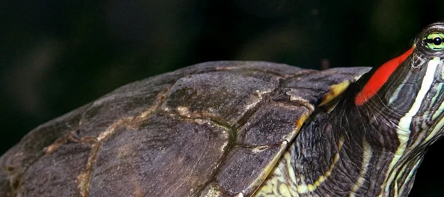 Tortue de Floride à tempes rouges vue de profil. Cette tortue aquatique brune ou verte avec des tempes "oreilles" rouges est invasive en France.