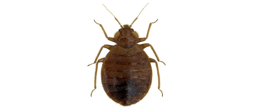 Une punaise de lit, Cimex lectularius, de forme ovale et de couleur brun sombre vue de dessus sur fond blanc en très gros plan macro.