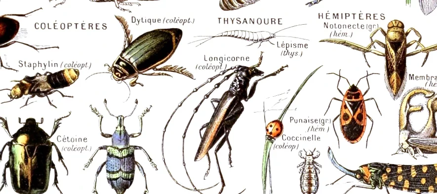 Dessins de différents ordres d'insectes présents en France sur fond blanc, planche morphologique historique.