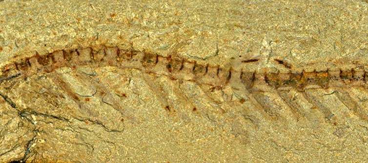 Un fossile de lobopode, montrant un arthropodes du Cambrien très bien conservé avec des tissus apparents et une segmentation visible.