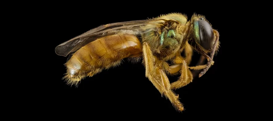 Megalopta genalis, vue de profil sur fond noir dan une collection entomologique. Cette abeille est nocturne.