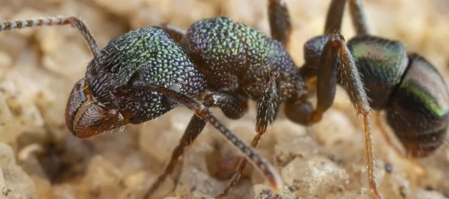 Une fourmi iridescente à tête verte Rhytidoponera metallica avec une belle couleur verte métallique.