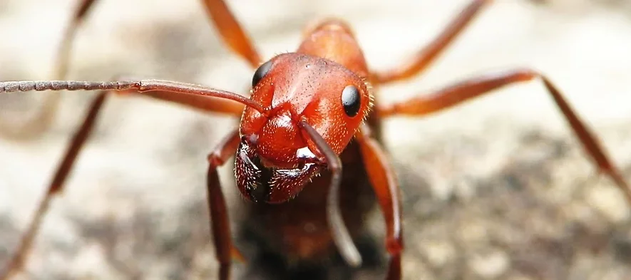 Fourmi des bois Formica truncorum vue de face (macrophotographie), la fourmi a une tête et un thorax orange vif avec un abdomen plus sombre. Son abdomen est entre ses pattes, la fourmi est prête à projeter son acide formique pour attaquer.