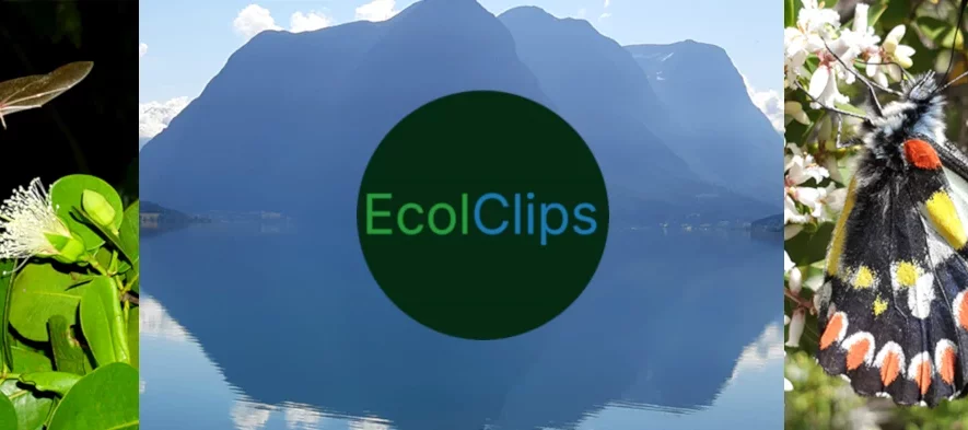 Logo de la chaîne youtube EcolClips, fait de trois images et d'un rond vert avec marqué EcolClips au centre. À gauche on voit une chauve-souris, de nuit, près d'une fleur, au centre des montagnes au bord de l'eau, et à droite un papillon noir blanc rouge et jaune.