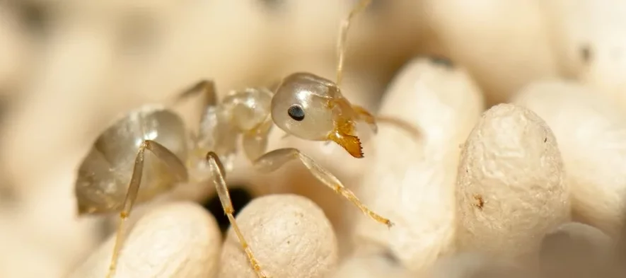 Une jeune fourmi ouvrière du genre Lasius est prise en photo macro. Elle est de couleur blanche et brun très clair, posée sur un tas de cocons.