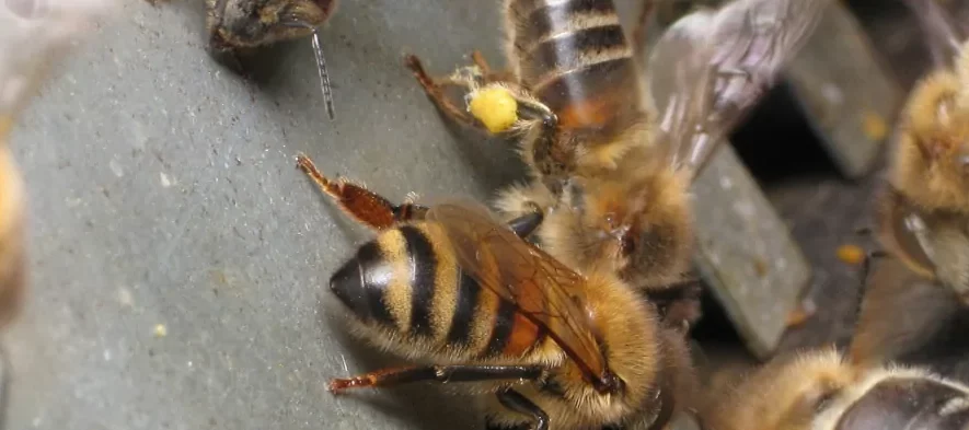 Des abeilles, certaines avec du pollen sur les pattes, devant une grille de trou de vol parfois utilisée comme réducteur d'entrée de ruche.