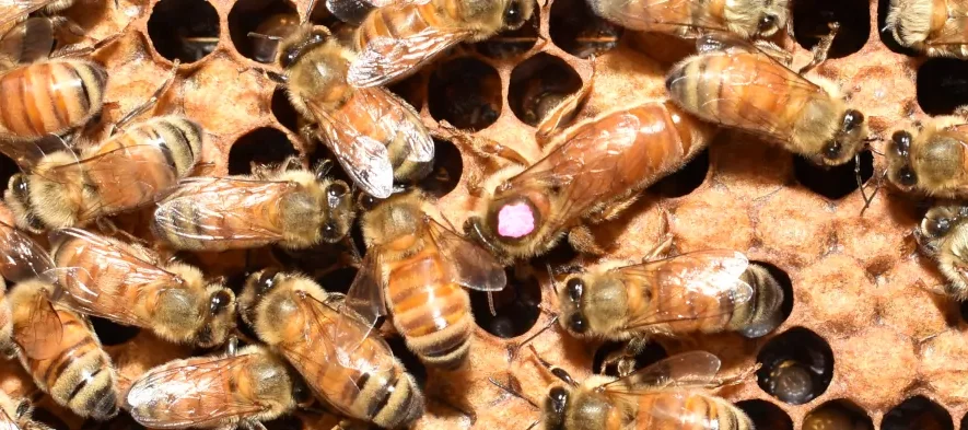 Une reine abeille est vue de dessus sur un cadre de couvain, entourée d'abeilles nourrices. La reine a un marquage rose au centre du thorax, elle est marquée pour aider l'apiculteur à la retrouver.