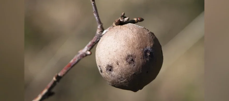 Photographie d'une galle du chêne, une boule ronde brun clair attachée à l'extrémité d'une branche de chêne.