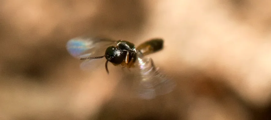 Petite guêpe braconide parasitoïde noire et marron en vol au dessus d'une fourmi. La guêpe appartient au genre Elasmosoma.