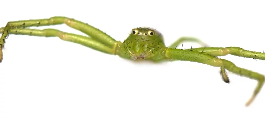 Macrophotographie sur fond blanc d'une araignée-crabe verte vue de face écartant ses pattes avant. L'araignée est fine et plate avec des yeux jaunâtres comprenant une fausse pupille noire.