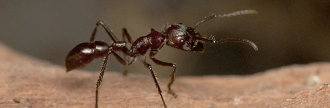 Photo macro en gros plan du profil d'une fourmi de l'espèce Paraponera clavata de couleur marron sur une branche.