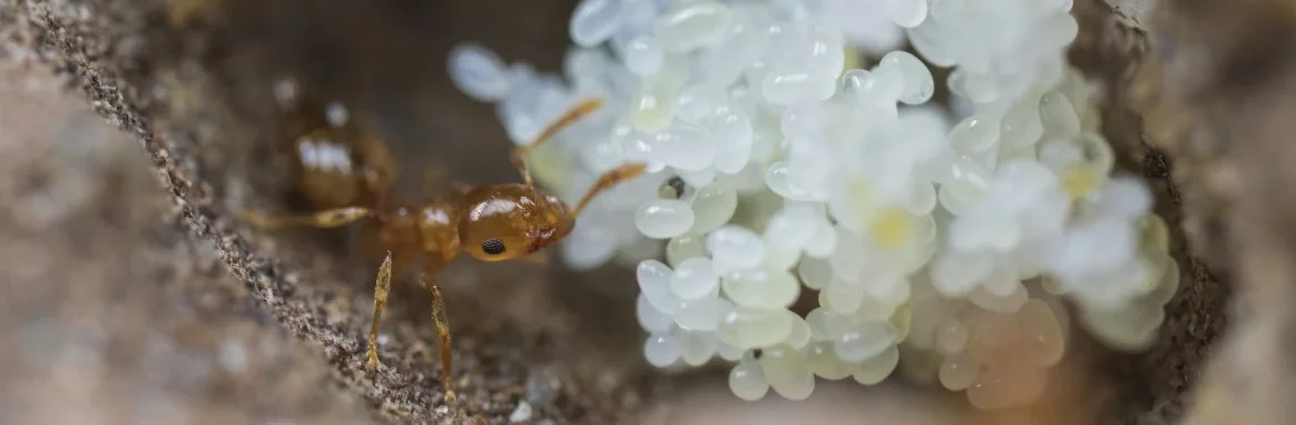 Une petite fourmi jaune-orangée à gauche de l'image inspecte un tas d'œufs blanc à l'intérieur d'une fourmilière.