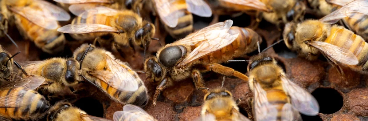 Une reine abeille Apis mellifera inspecte des cellules sur un cadre de couvain operculé avec des abeilles ouvrières autour d'elle dans une ruche.