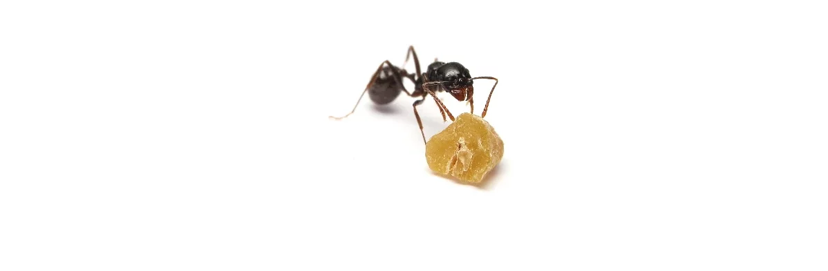 Une fourmi granivore de l'espèce Messor barbarus inspecte une graine cassée. Photo macro sur fond blanc.