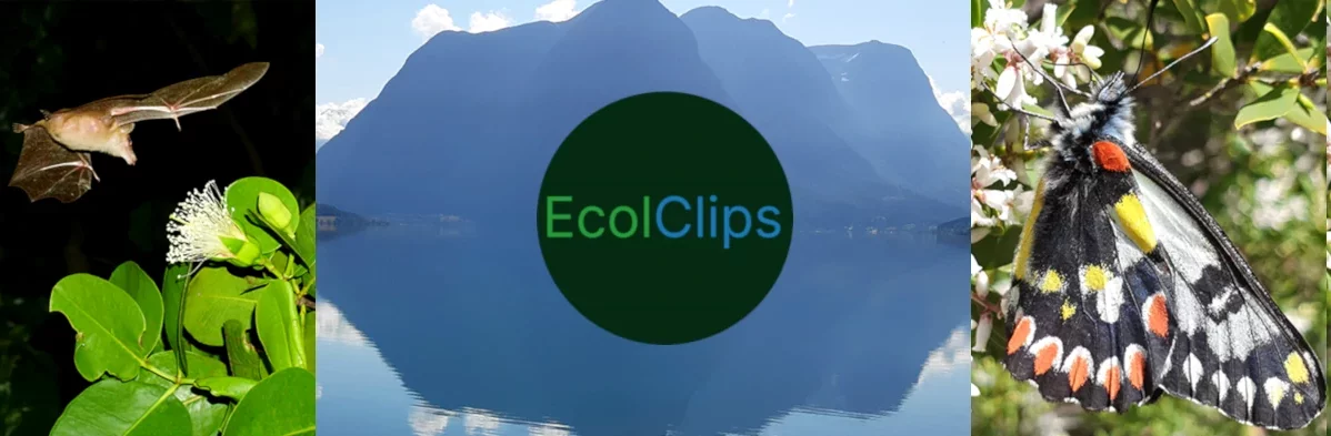 Logo de la chaîne youtube EcolClips, fait de trois images et d'un rond vert avec marqué EcolClips au centre. À gauche on voit une chauve-souris, de nuit, près d'une fleur, au centre des montagnes au bord de l'eau, et à droite un papillon noir blanc rouge et jaune.