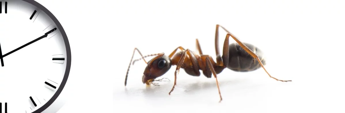 Une fourmi du genre Formica, noire et brun orangé, regarde une horloge. Photo composite sur fond blanc.