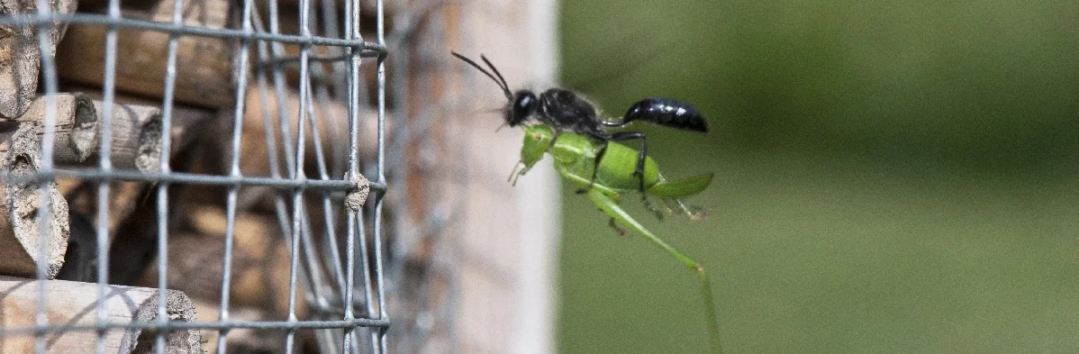 Photo de profil montrant un isodonte mexicain, une grande guêpe noire, transportant en vol entre ses pattes une grande sauterelle verte vers une pile de branche d'un hotêl à insectes.