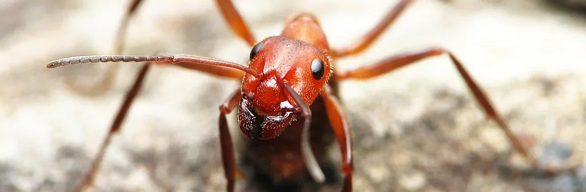 Fourmi des bois Formica truncorum vue de face (macrophotographie), la fourmi a une tête et un thorax orange vif avec un abdomen plus sombre. Son abdomen est entre ses pattes, la fourmi est prête à projeter son acide formique pour attaquer.