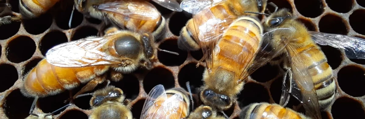 Une reine abeille est vue de côté, entourée d'abeilles ouvrières sur le cadre de cire d'une ruche.