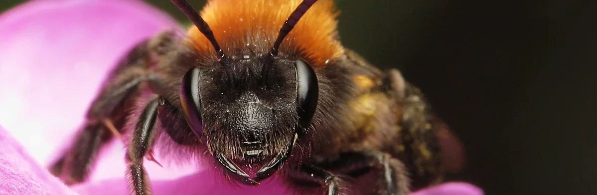 Andrena fulva, une abeille solitaire du genre des Andrènes, de couleur noire et orange, vue de face