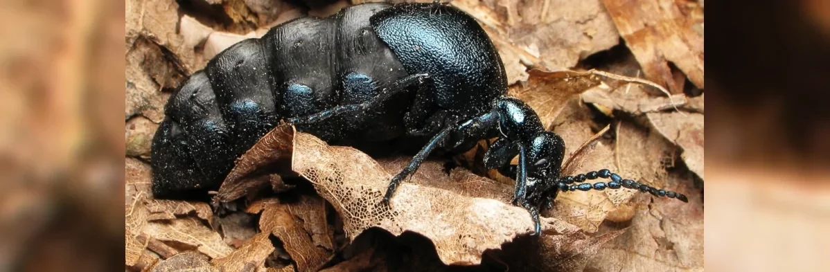 Une femelle méloé sur un fond de feuilles mortes. Les méloés ressemblent à des grosses fourmis bleues avec leur corps séparé clairement en trois parties et un large abdomen.