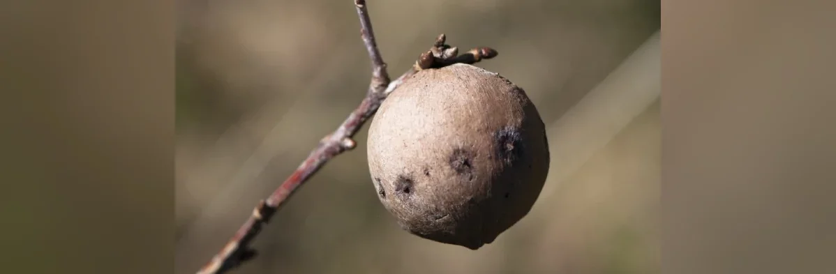 Photographie d'une galle du chêne, une boule ronde brun clair attachée à l'extrémité d'une branche de chêne.