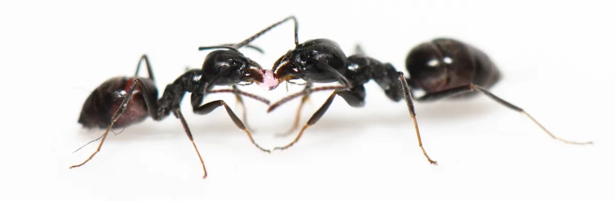 Deux fourmis noires brillantes, Tapinoma magnum (=Tapinoma nigerrimum) sont vues de profil en gros plan macro sur fond blanc en train de partager une gouttelette de liquide rose sucré.