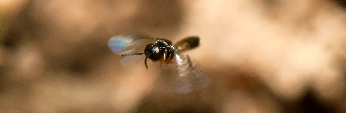 Petite guêpe braconide parasitoïde noire et marron en vol au dessus d'une fourmi. La guêpe appartient au genre Elasmosoma.