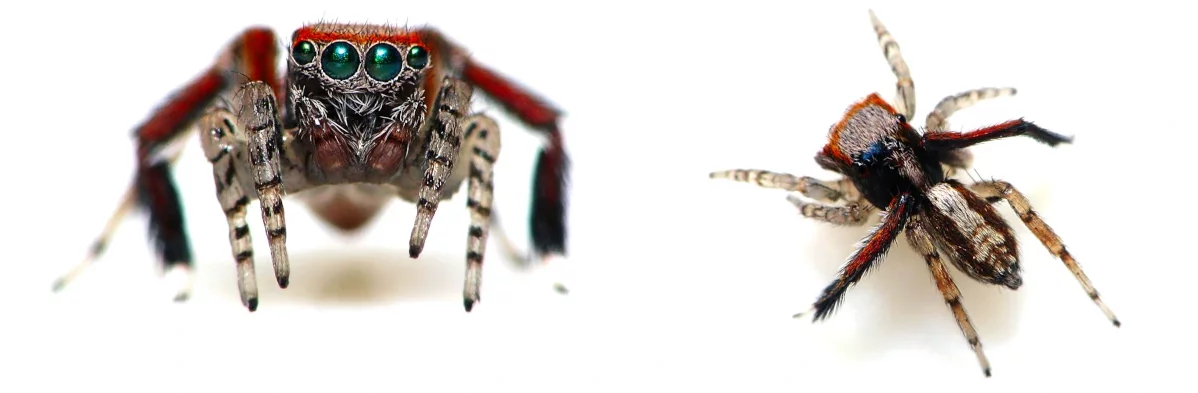 Photo de face et de dessus d'une araignée aux yeux verts ou araignée aux yeux d'émeraudes, Saitis barbipes mâle.