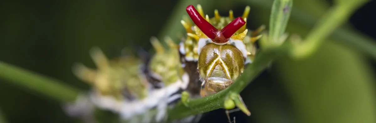 Une chenille de papillons du genre Papilio, avec son osmeterium partiellement déplié à l'arrière de la tête.