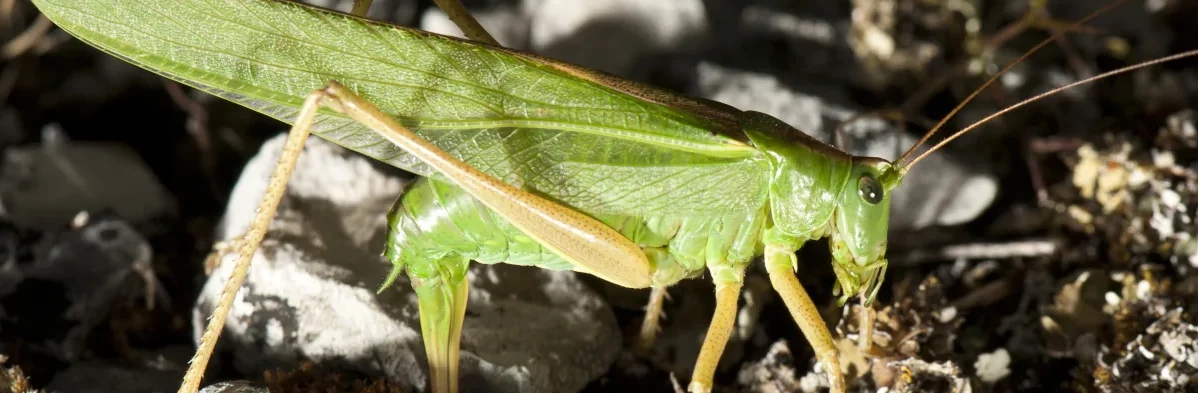 Une grande sauterelle verte femelle en train de pondre dans le sol avec son grand "dard" aussi appelé tarière ou ovipositeur.